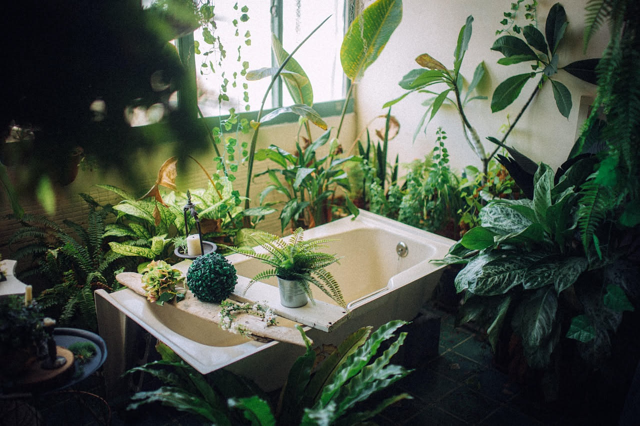 Piante in bagno: soffrono o crescono meglio dell'altra casa?