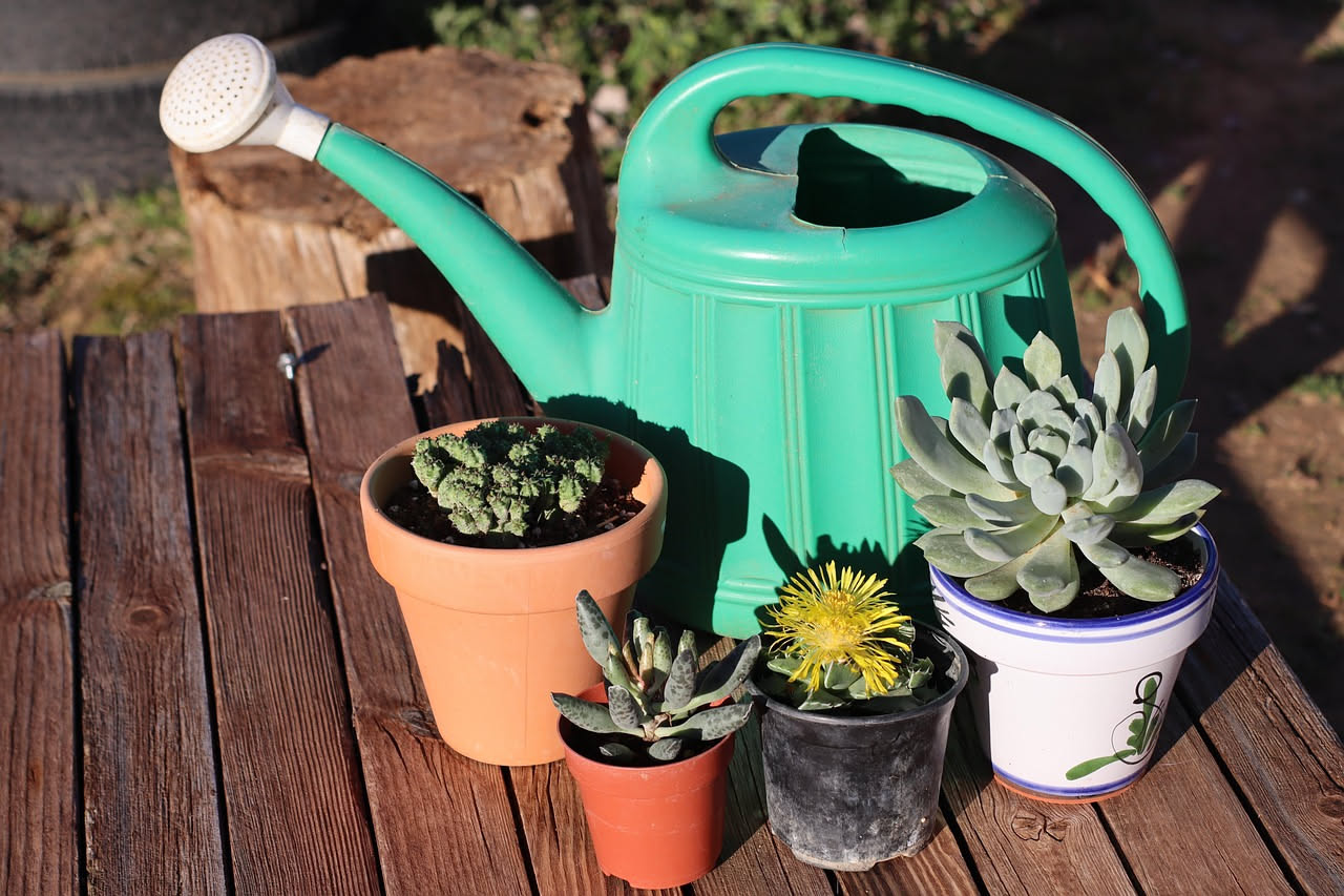 Echeveria e Sedum in vaso di terracotta su un davanzale invernale con terra secca e raggi di sole freddi invernali