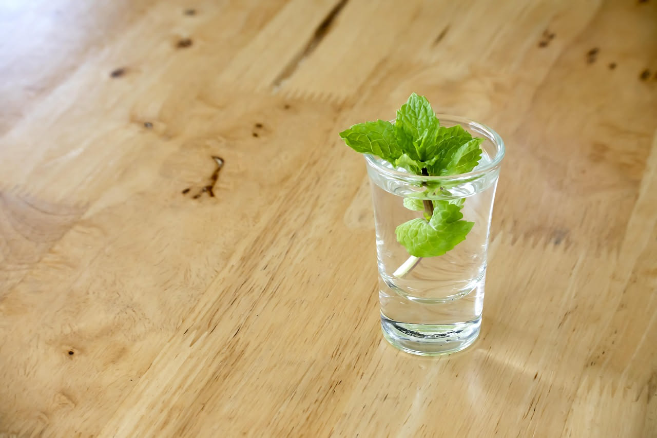 Bicchiere trasparente con talea di Pothos in acqua e radici bianche visibili; accanto, vaso di terracotta con talea di Potos interrata in terriccio umido