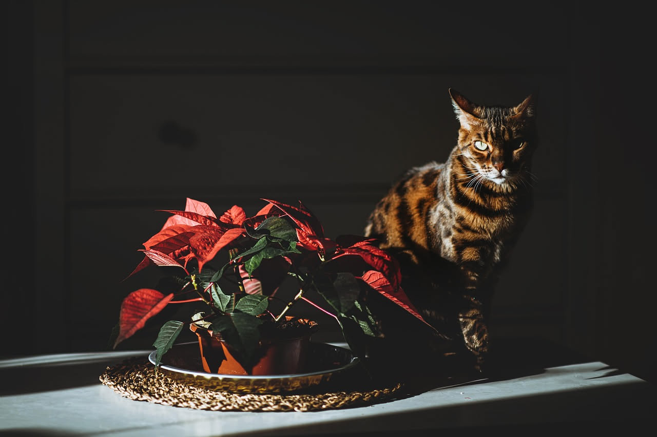 Gatto grigio seduto vicino a una pianta di Sansevieria in vaso di ceramica bianca, con foglie verdi appuntite, in una stanza luminosa con finestra