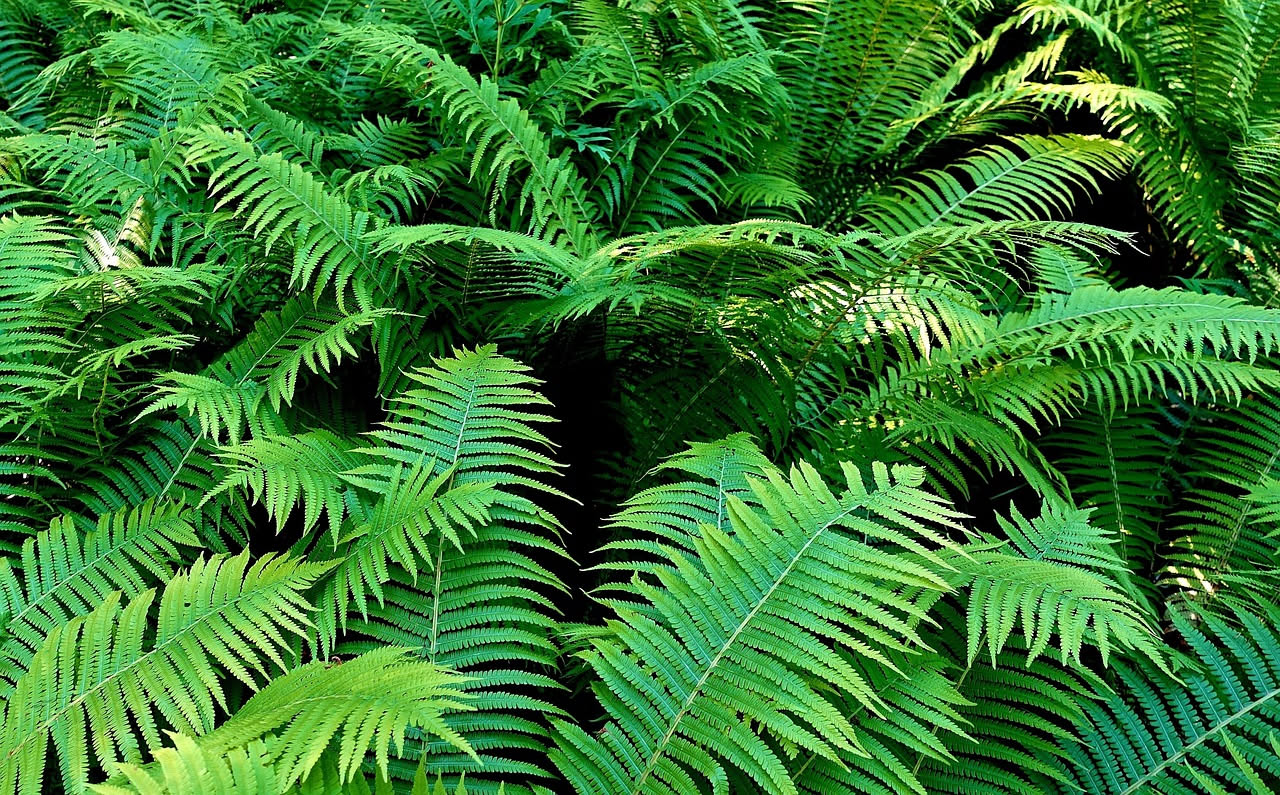Felce Adiantum con foglie delicate e verdi in vaso di ceramica bianca su mensola accanto a finestra con luce filtrata, ambienti domestici moderni