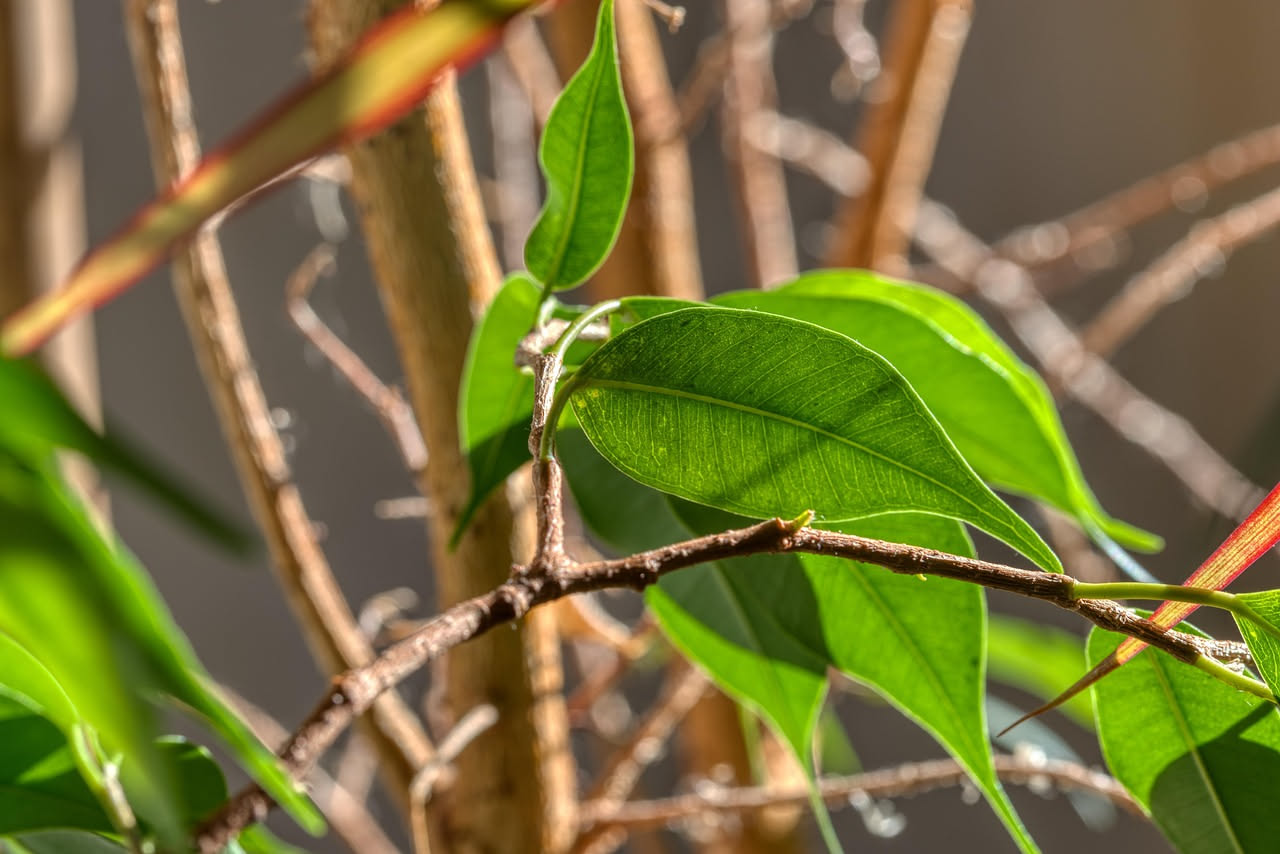 Ficus benjamin perde foglie: cosa dice davvero sulla pianta