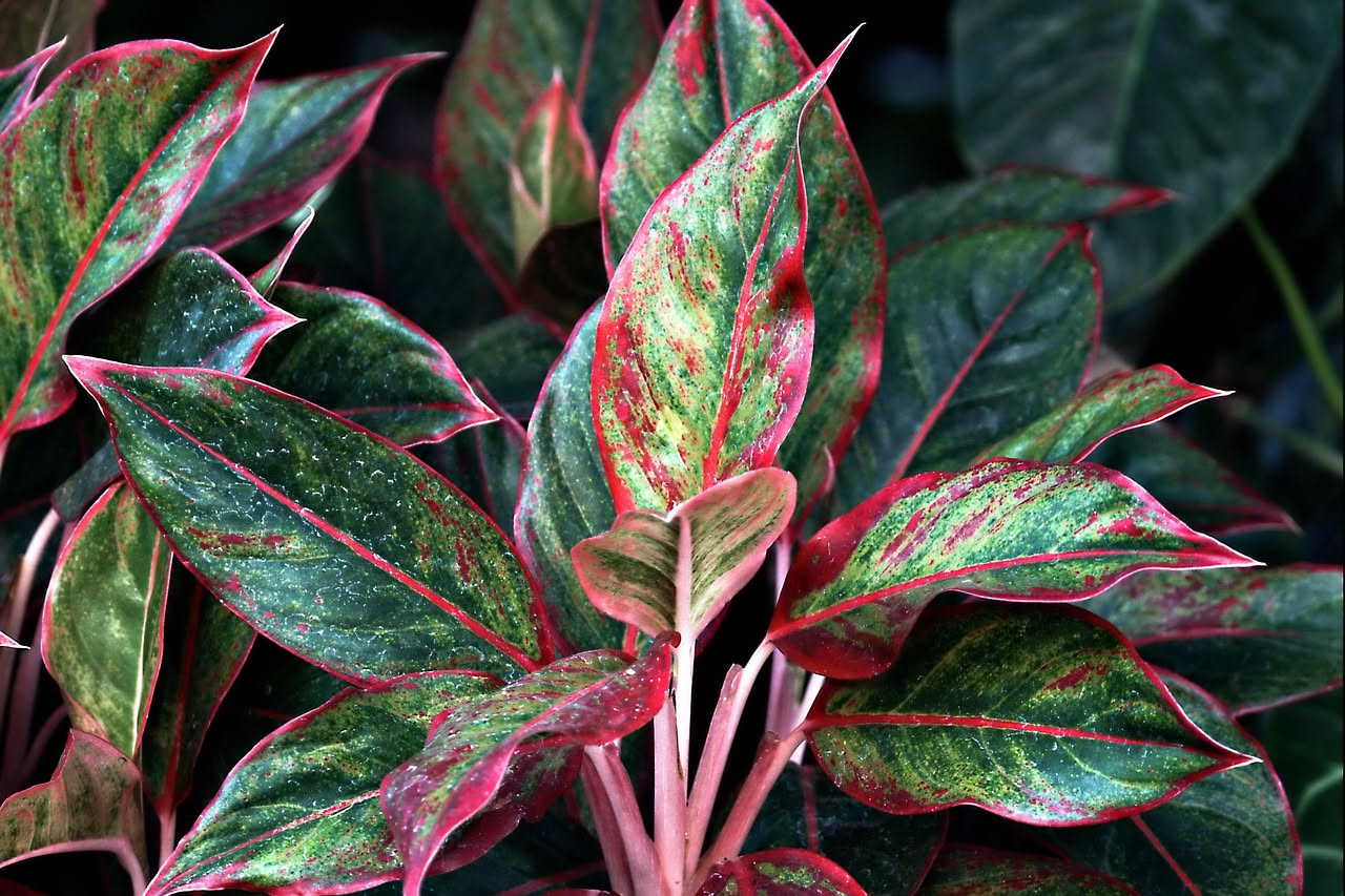Calatea triostar: come mantenere le foglie tricolori sempre vivide