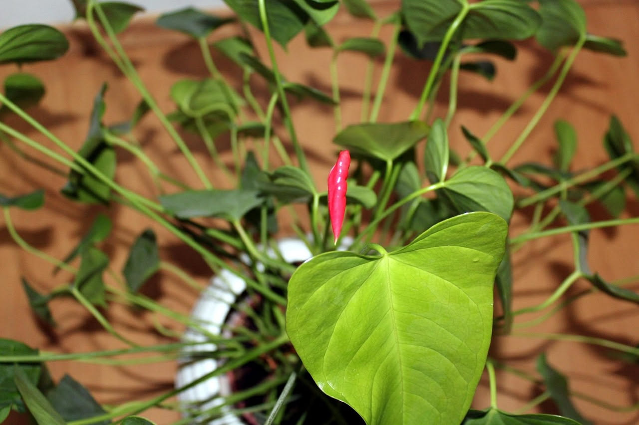Anthurium che non fiorisce più: cosa controllare prima di rinunciare