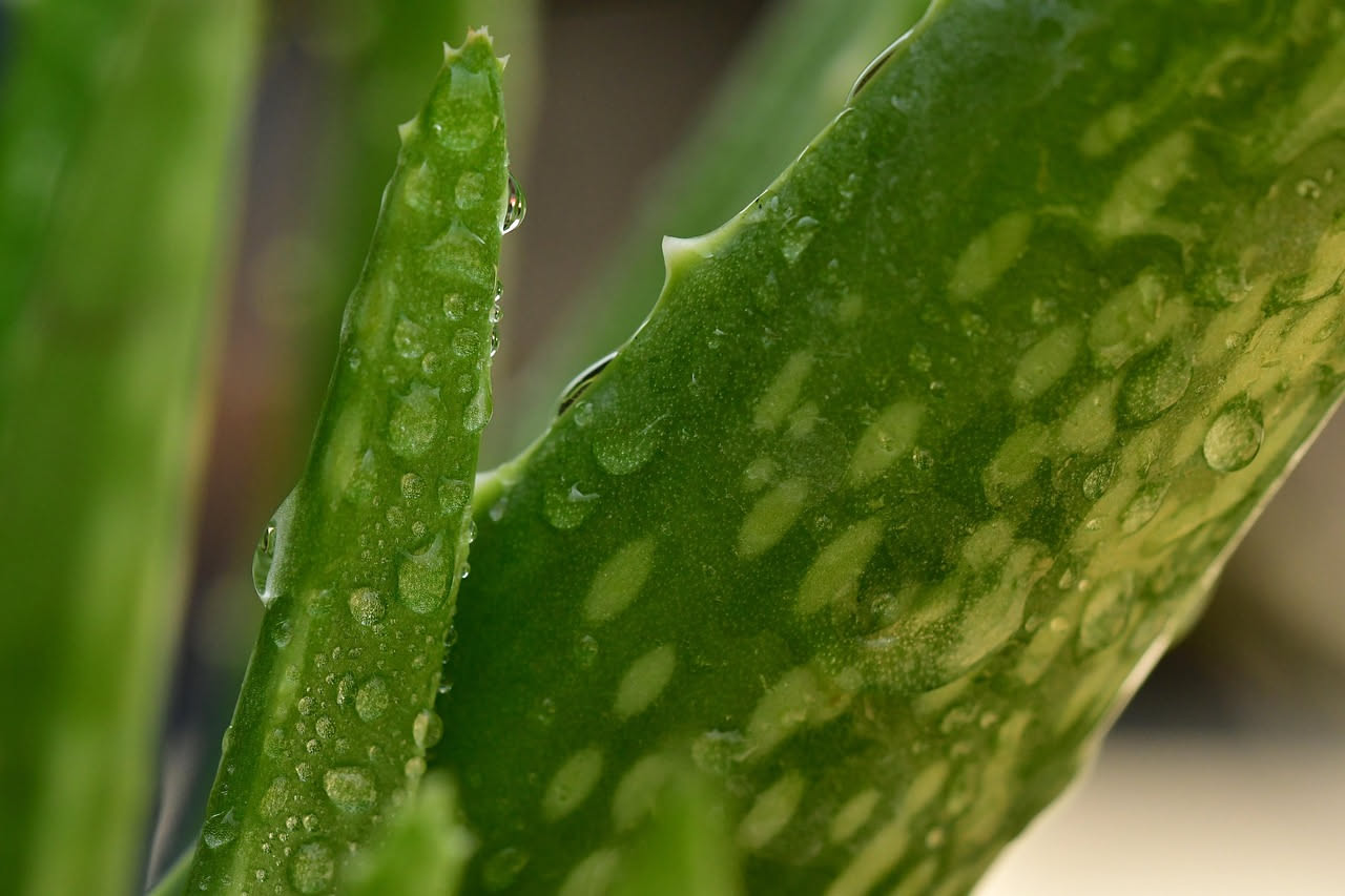 Aloe vera: come ricavare il gel dalle foglie in casa