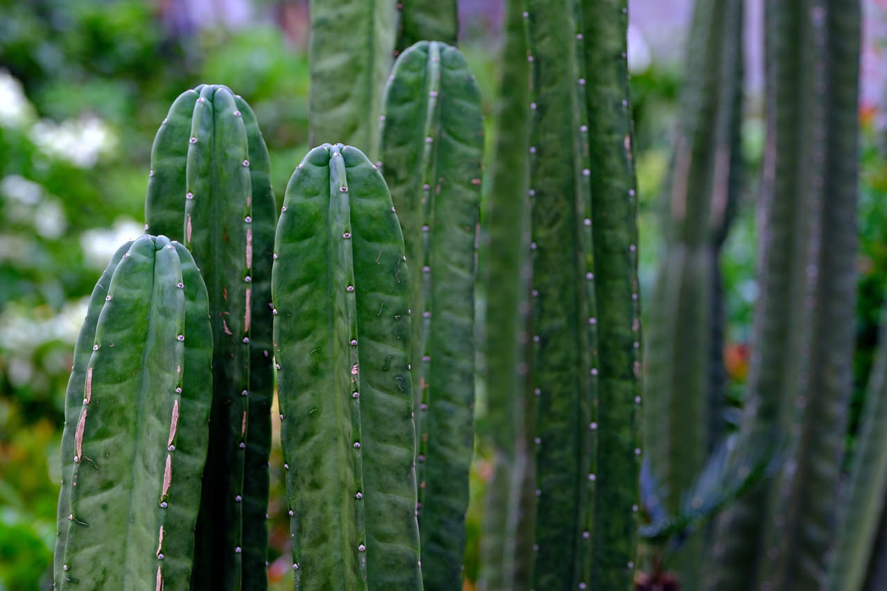 Cactus colonnari che si curvano: cosa significa per la pianta