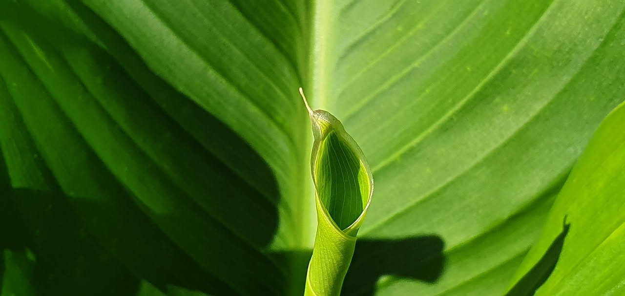 Strelitzia: come ottenere i fiori dopo anni di attesa