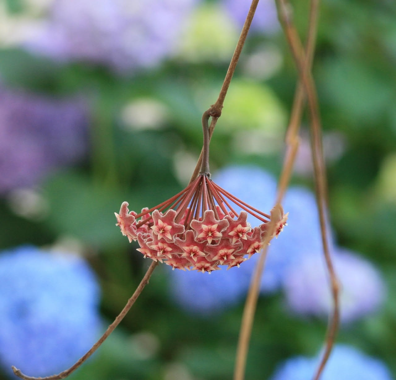 Hoya carnosa: come gestire la crescita rampicante in casa