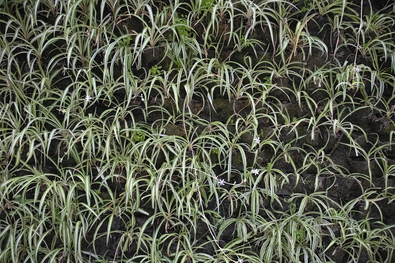 Spider plant, la pianta che genera figli sugli stoloni