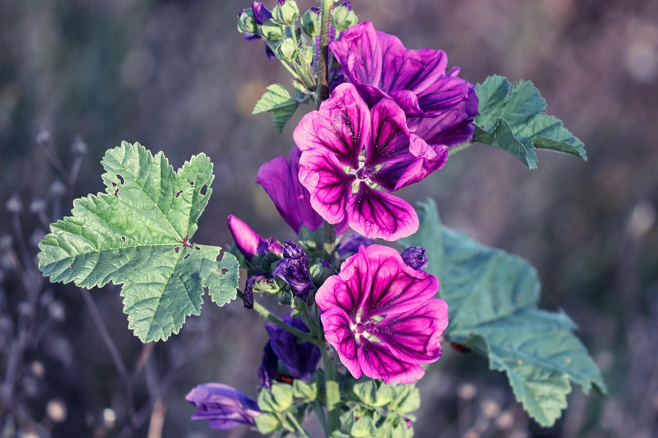 Foglie e fiori di malva rosa e viola in una tazza di vetro trasparente con acqua calda, accanto a un cucchiaio di legno e fiori secchi