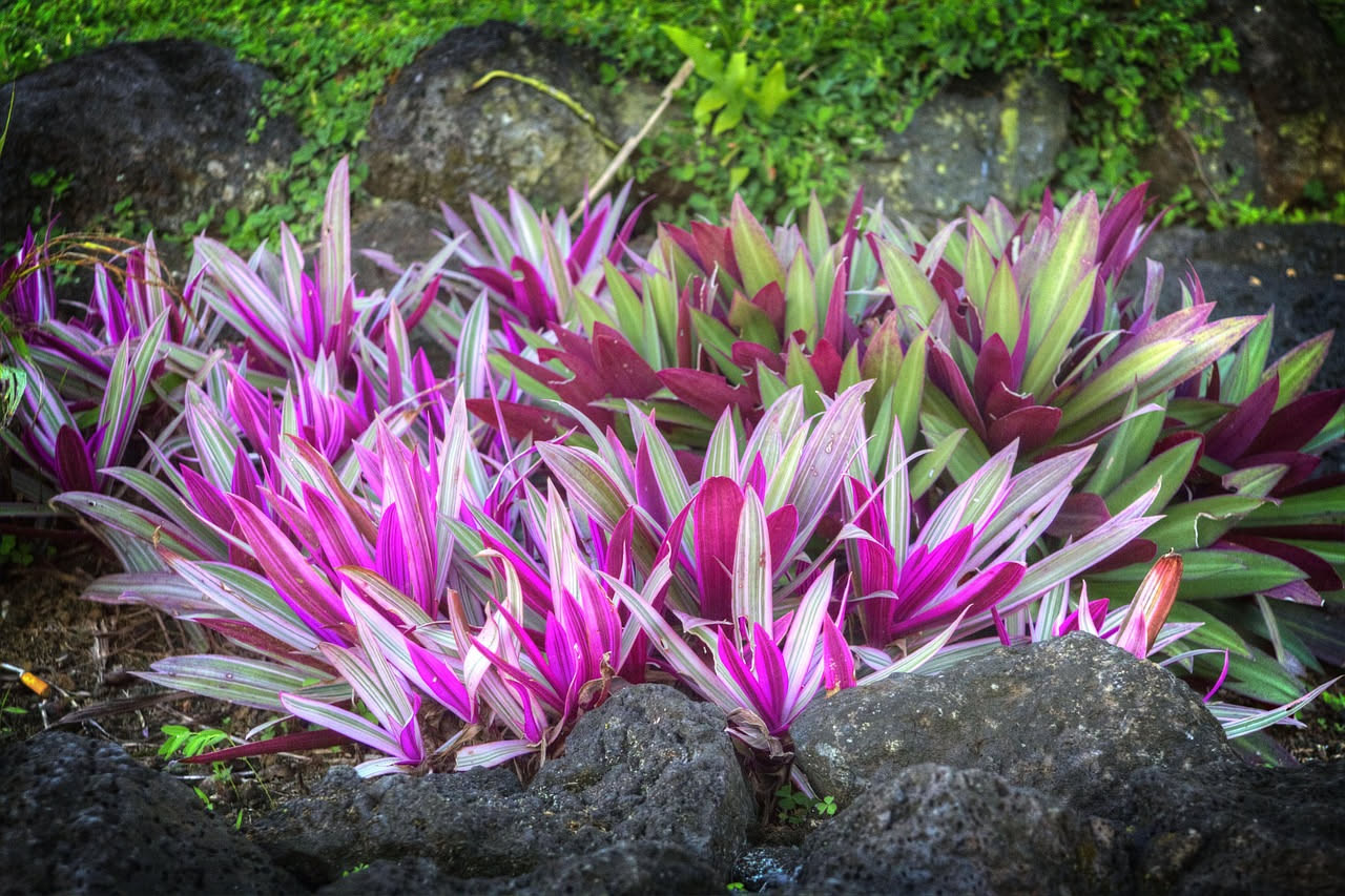 Tradescantia viola che sbiadisce: come recuperare il colore scuro