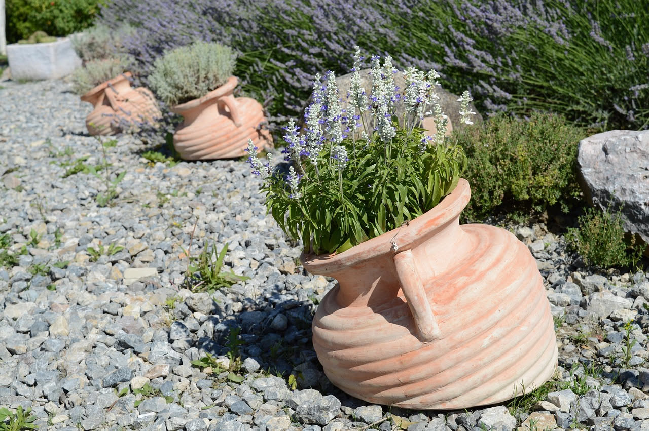 Pianta di lavanda in vaso di terracotta con fiori viola secchi su davanzale soleggiato, accanto a una finestra con vetri puliti