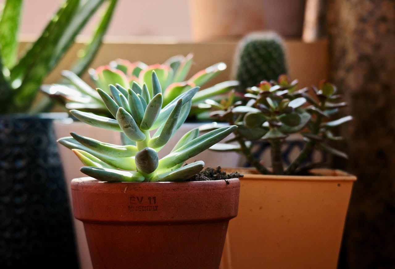 Otto vasi di terracotta con piante grasse diverse: aloe vera, echeveria rosa, sedum verde, haworthia striata, crassula ovata, gasteria macchiata, lithops e jade, disposte su un mobile bianco con luce