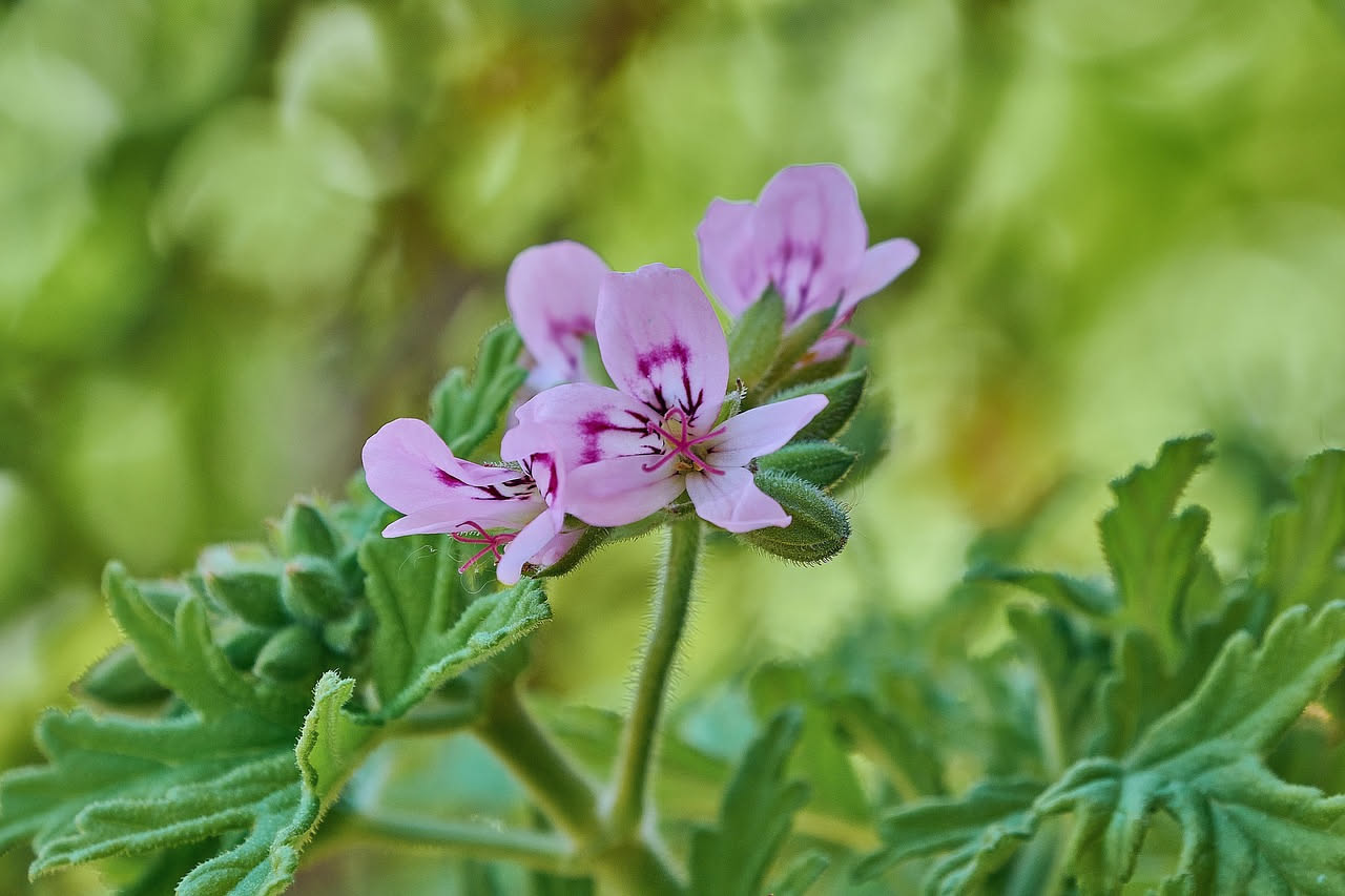 Piante anti zanzara da balcone: le 9 specie che funzionano davvero