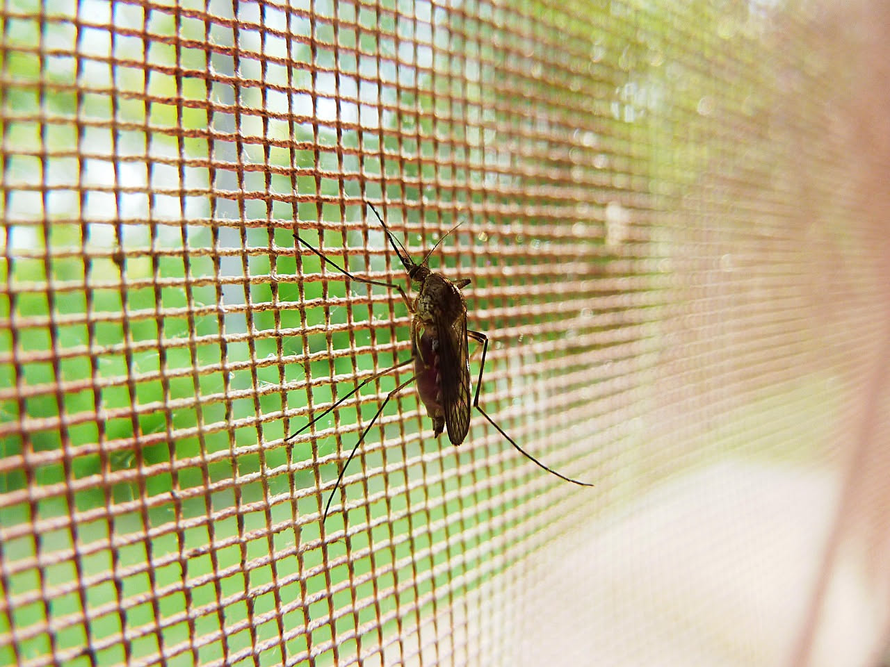 Primo piano di una zanzariera con buco circolare riparato con filo di nylon color trasparente su telaio grigio di finestra